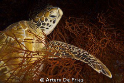 Green Turtle resting, in Sipadan, Borneo. Sipadan is worl... by Arturo De Frias 